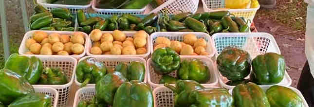 farmers market